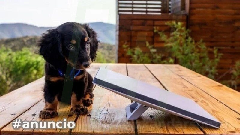 IMPORTANTE! O  CACHORRO NÃO VAI JUNTO