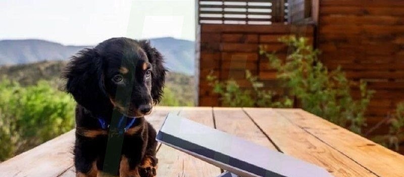 IMPORTANTE! O CACHORRO NÃO VAI JUNTO